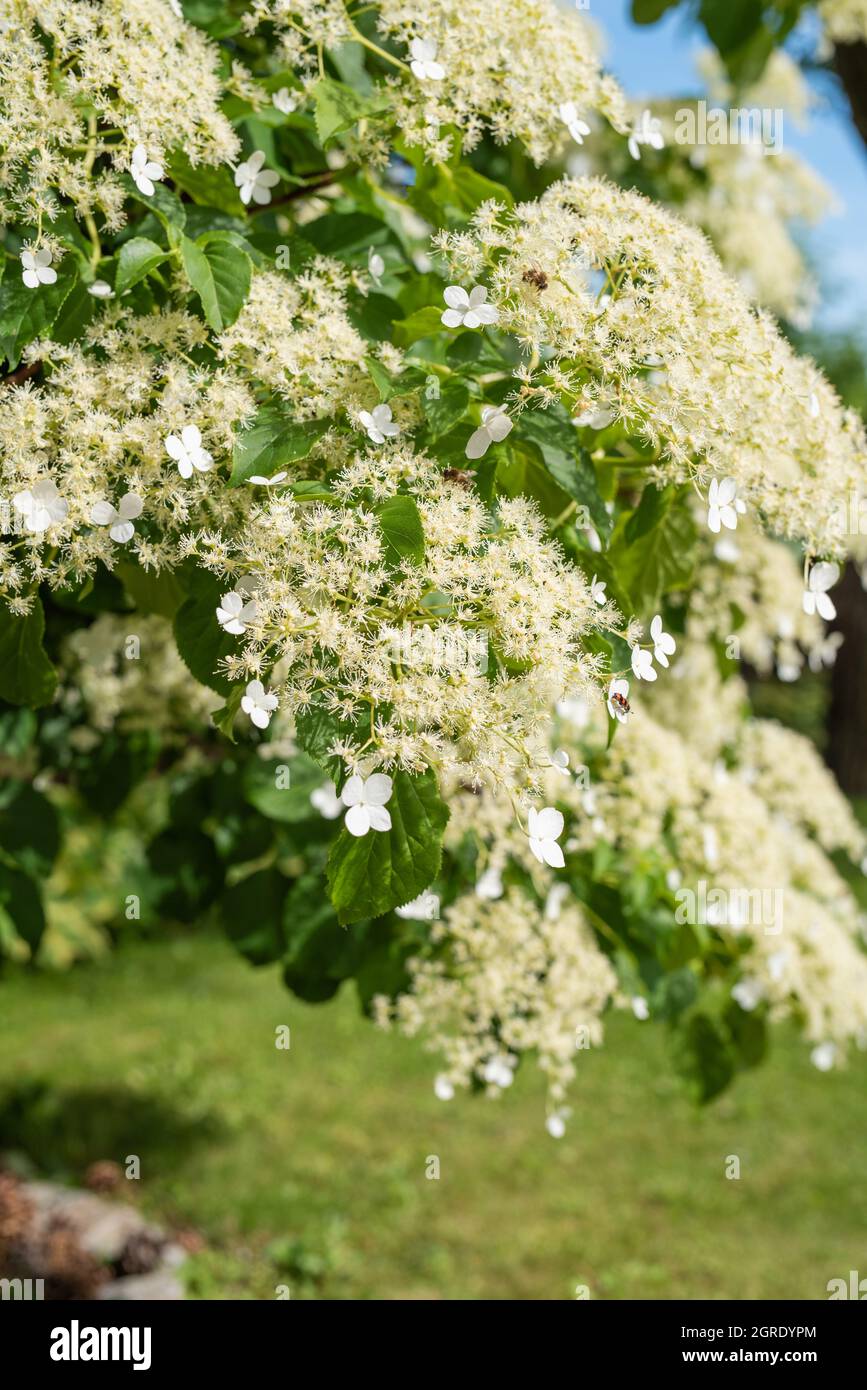 Blooming climbing hydrangeas in garden close-up Stock Photo