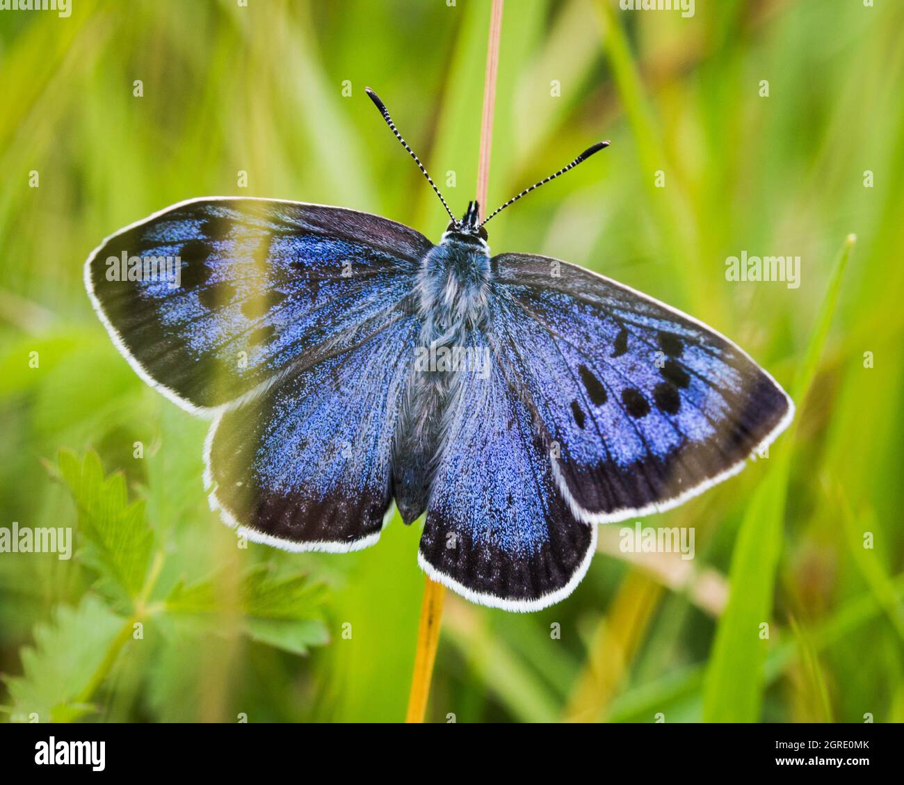 Large Blue butterfly with wings open Stock Photo