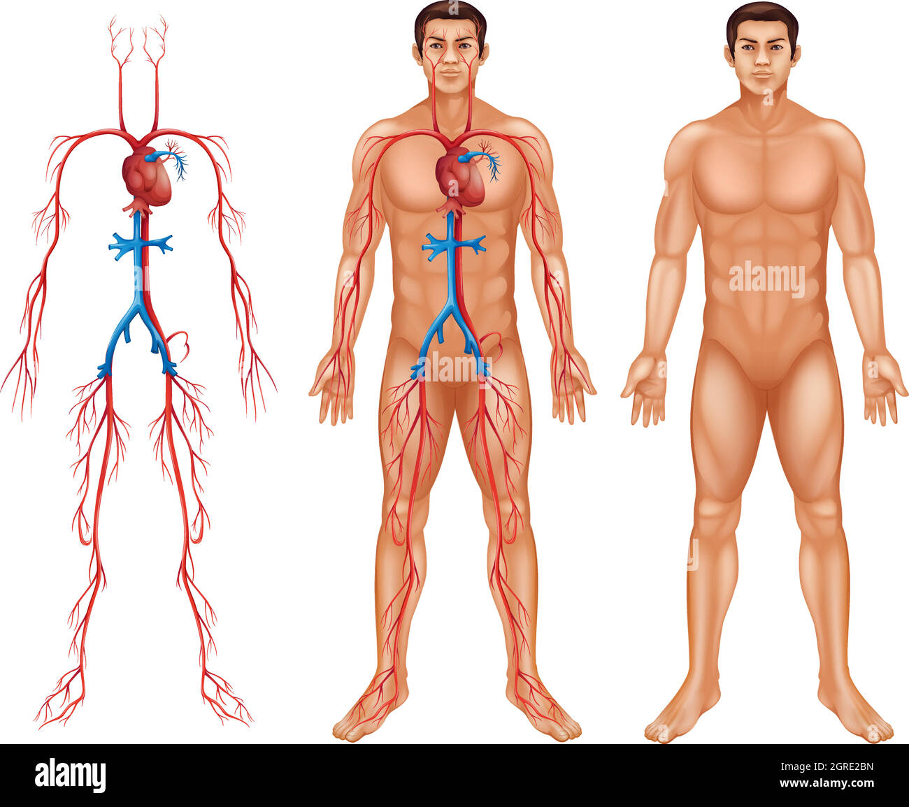 Male circulatory system Stock Vector
