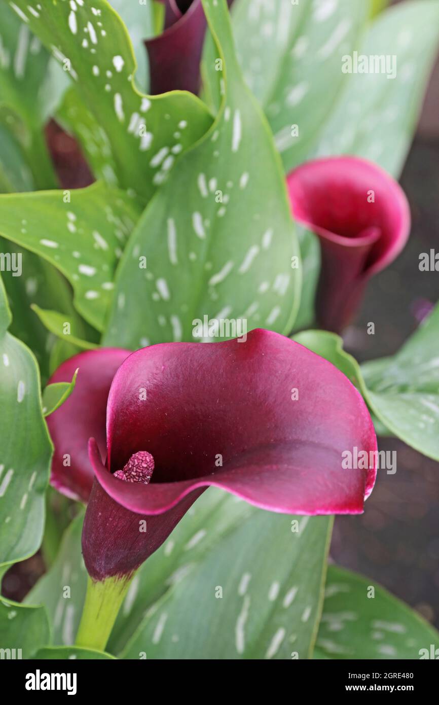 Calla lily flowers hires stock photography and images Alamy