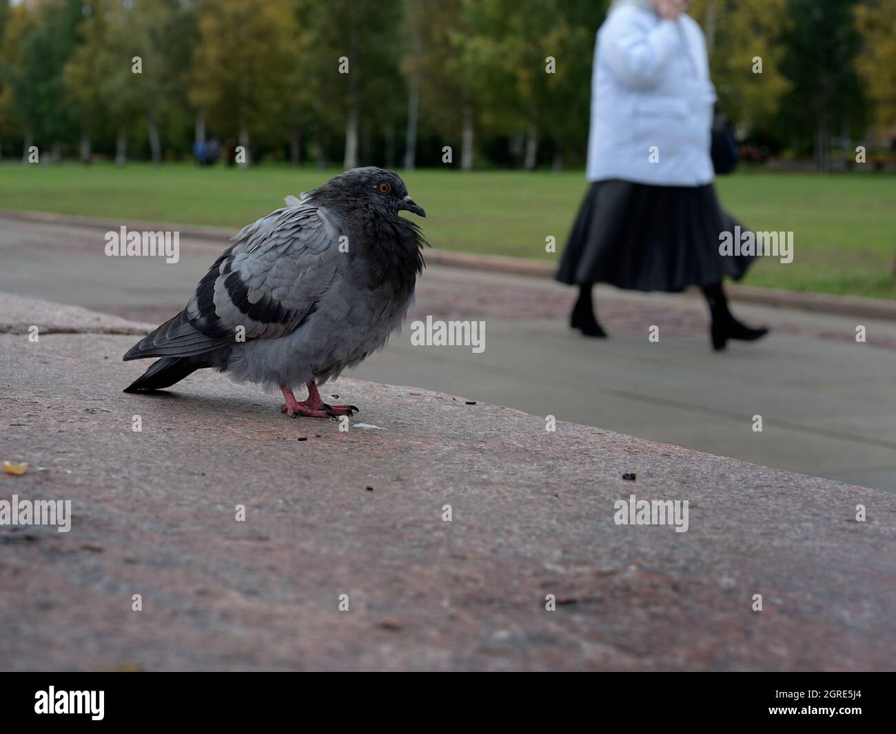 dove in the city against the background of a passerby Stock Photo