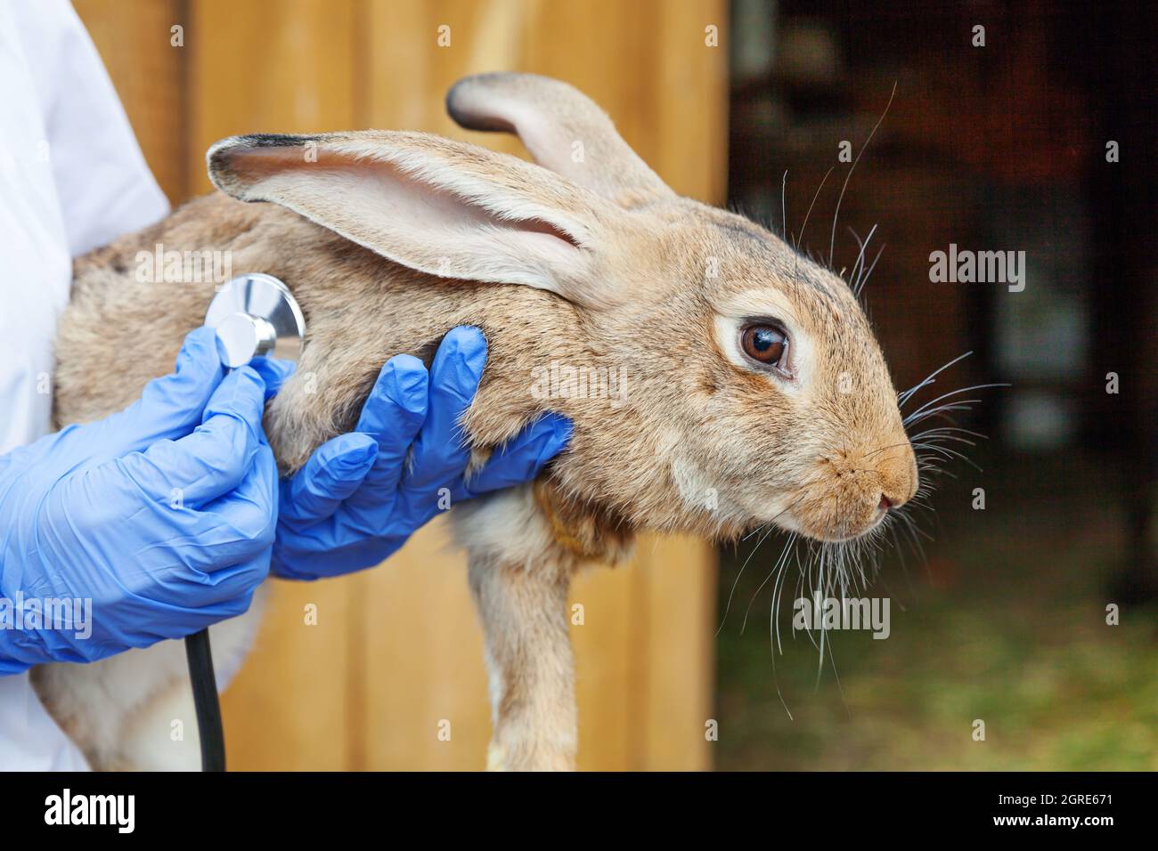Treatment of rabbits hires stock photography and images Alamy