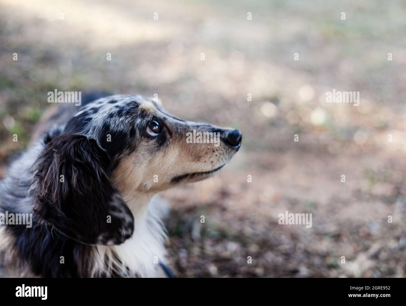 spotted dachshund long haired