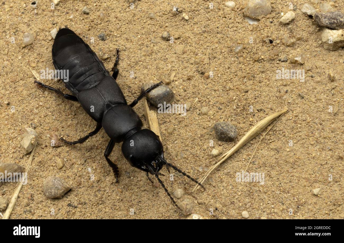 Devils coachman hi-res stock photography and images - Alamy