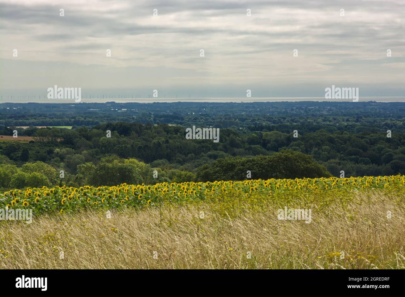 South Downs countryside at Halnaker near Chichester, West Sussex, England. With field of sunflowers in foreground and English Channel in distance Stock Photo
