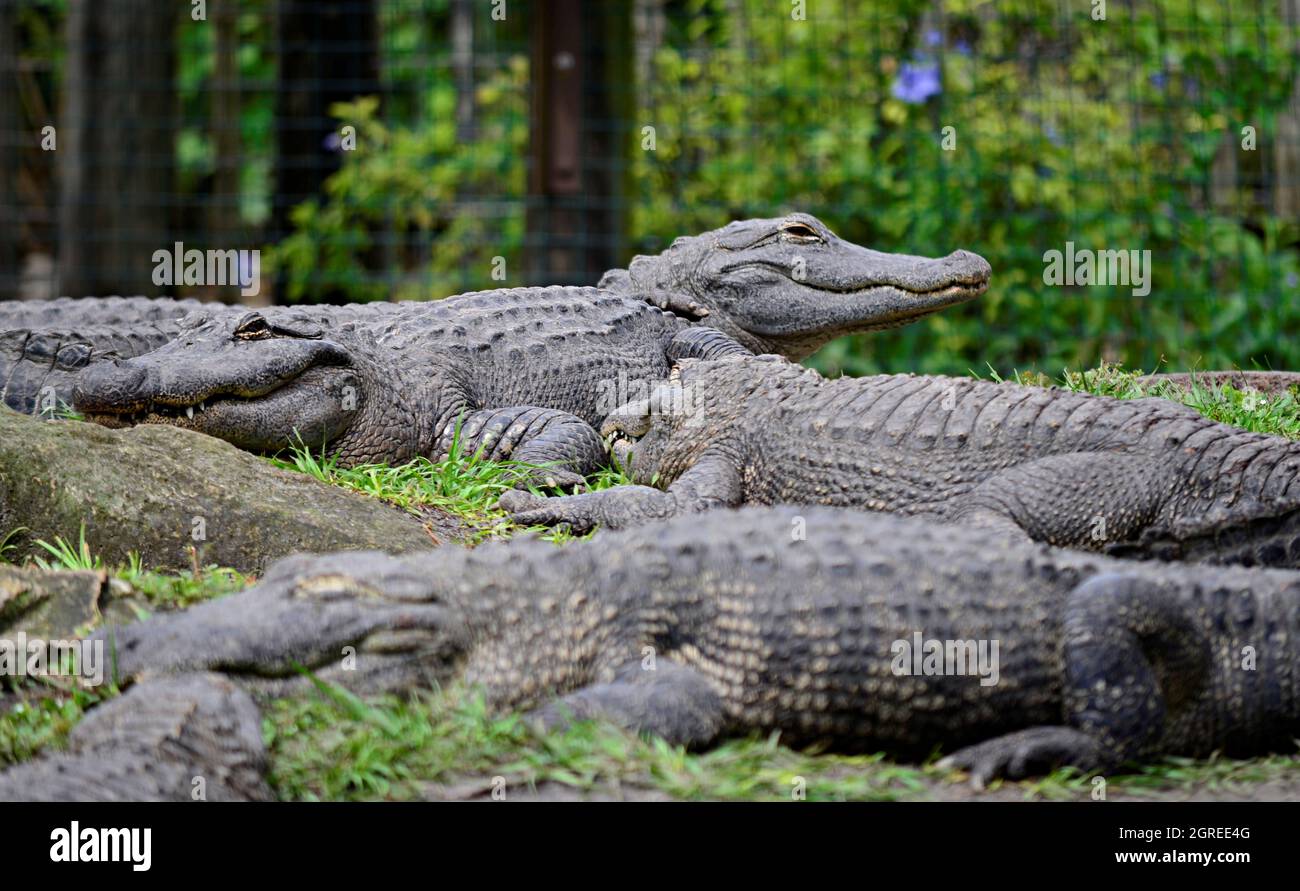 Alligators In Florida Stock Photo Alamy