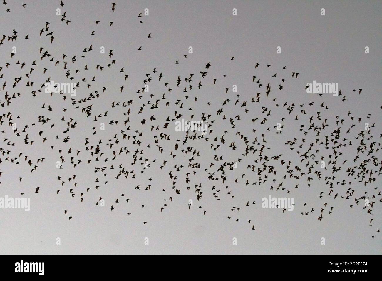 Carlsbad cavern bat hires stock photography and images Alamy