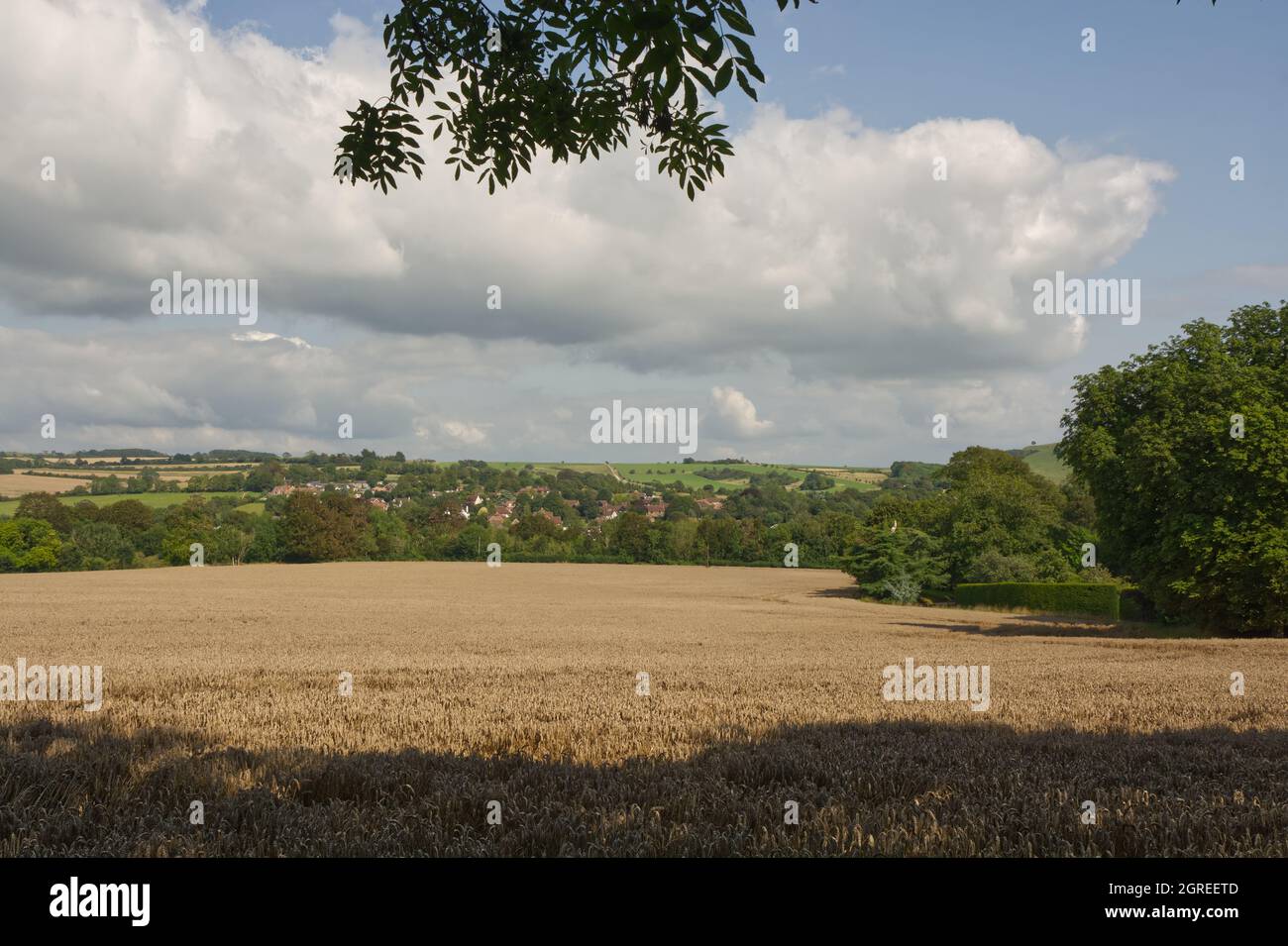 Countryside at Findon on the South Downs near Worthing, West Sussex, England. With ripe barley field and village. Stock Photo
