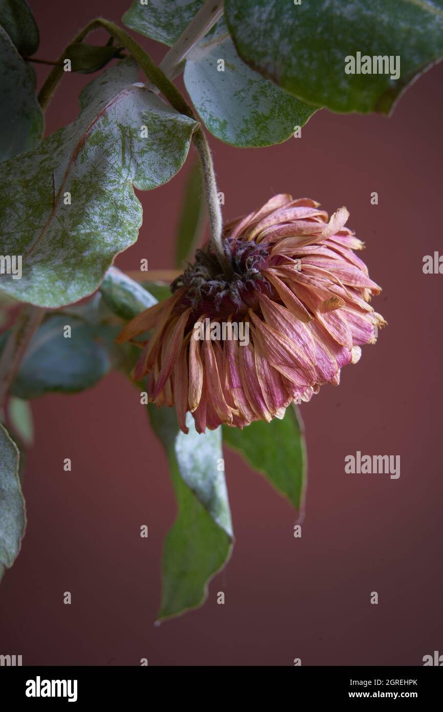 Dead bouquet hires stock photography and images Alamy