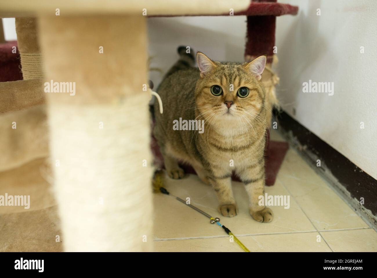Portrait Of Cat Sitting Stock Photo