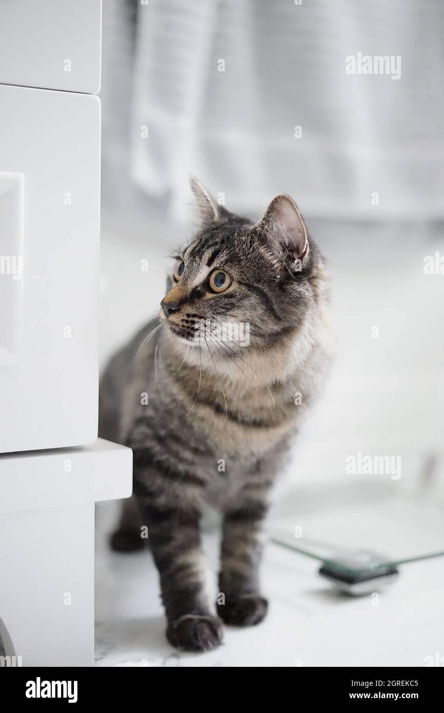 cat sitting at table