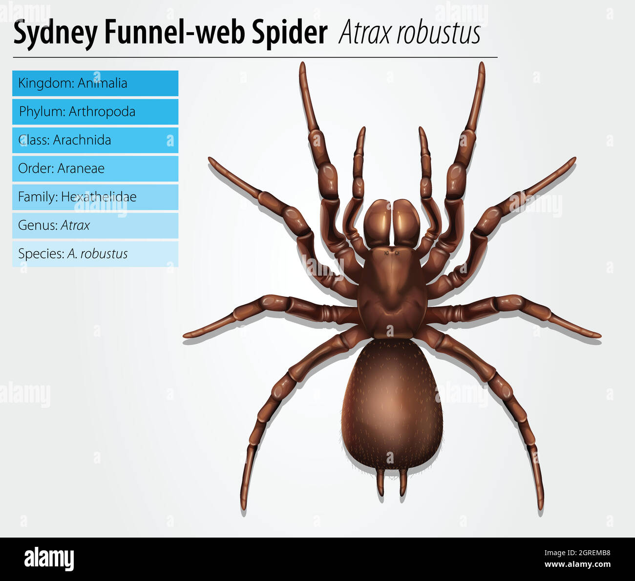 Sydney funnel-web spider Stock Vector