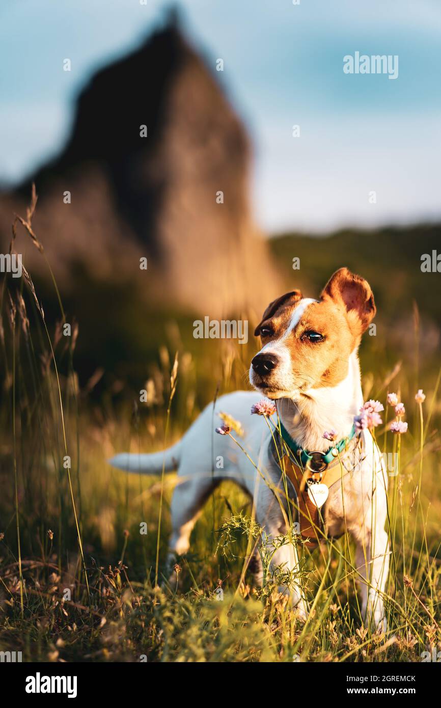 An Outdoor Portrait Of Tsunami The Jack Russell Terrier Standing In