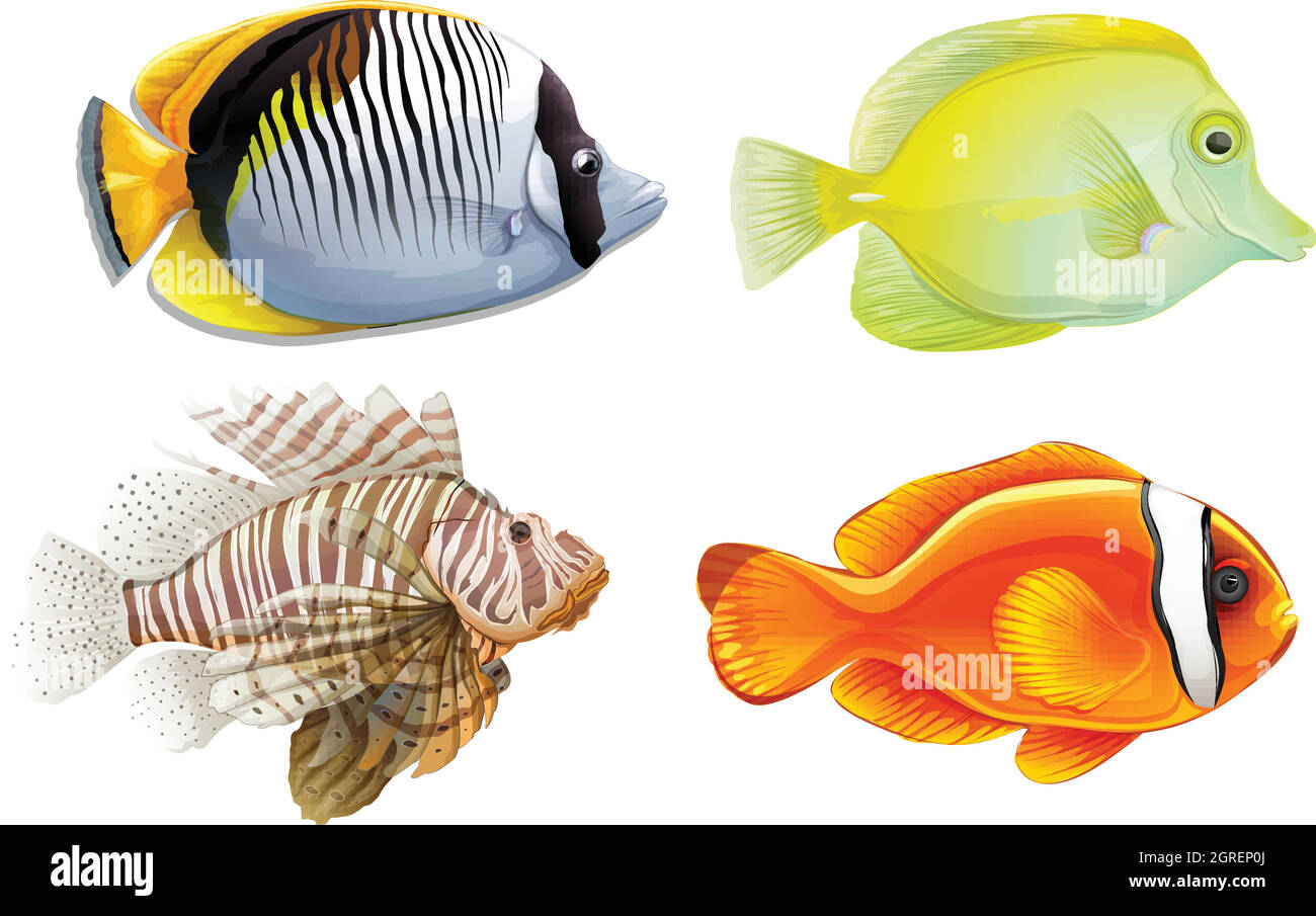 Fish group many isolated white fauna Stock Vector Images - Alamy