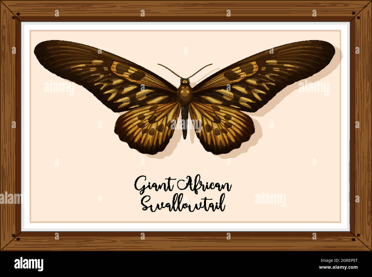 Butterfly on wooden frame Stock Vector