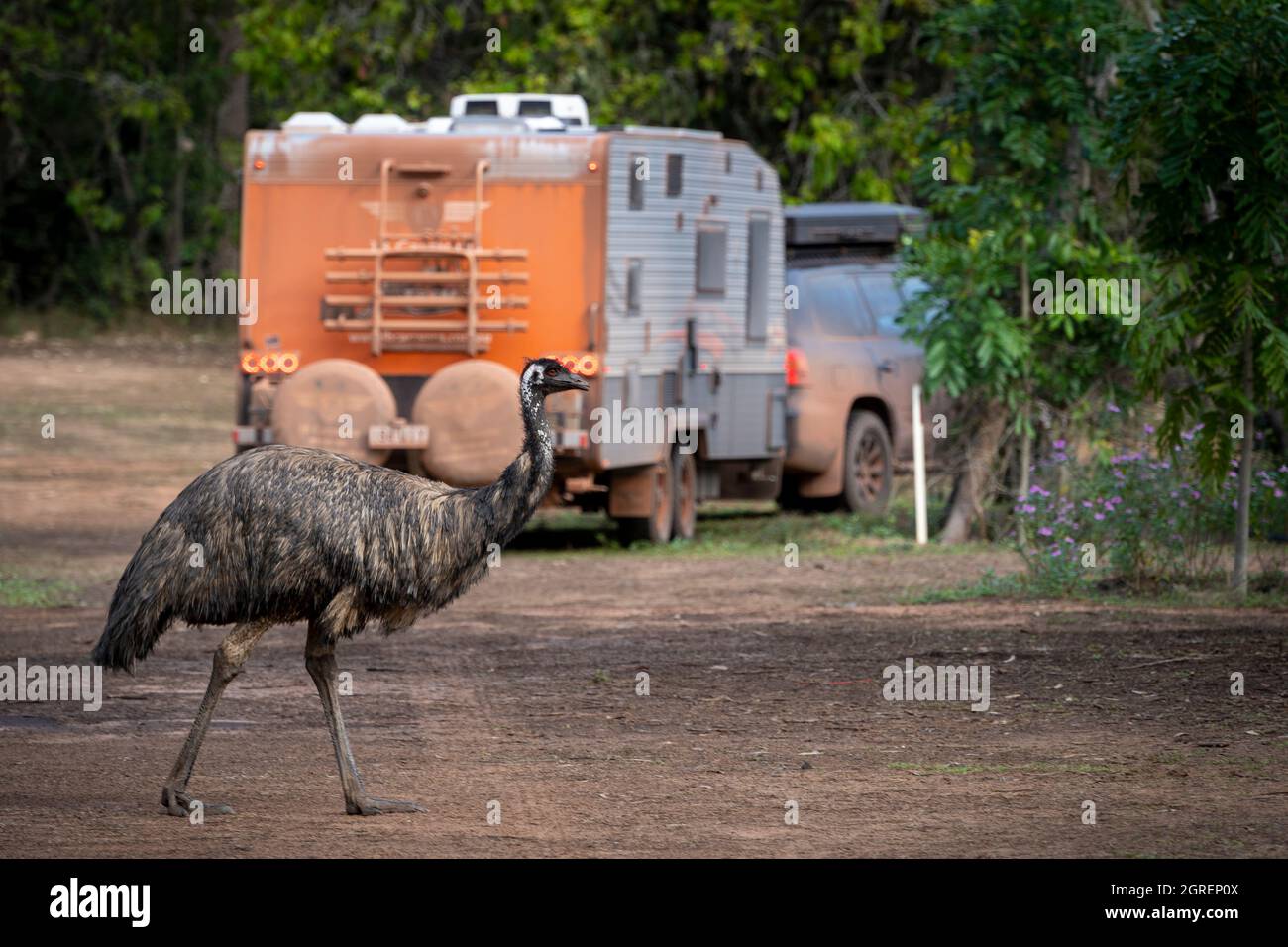 Emu walking through campground at Hann River Roadhouse, Cape York Peninsula, North Queensland Stock Photo