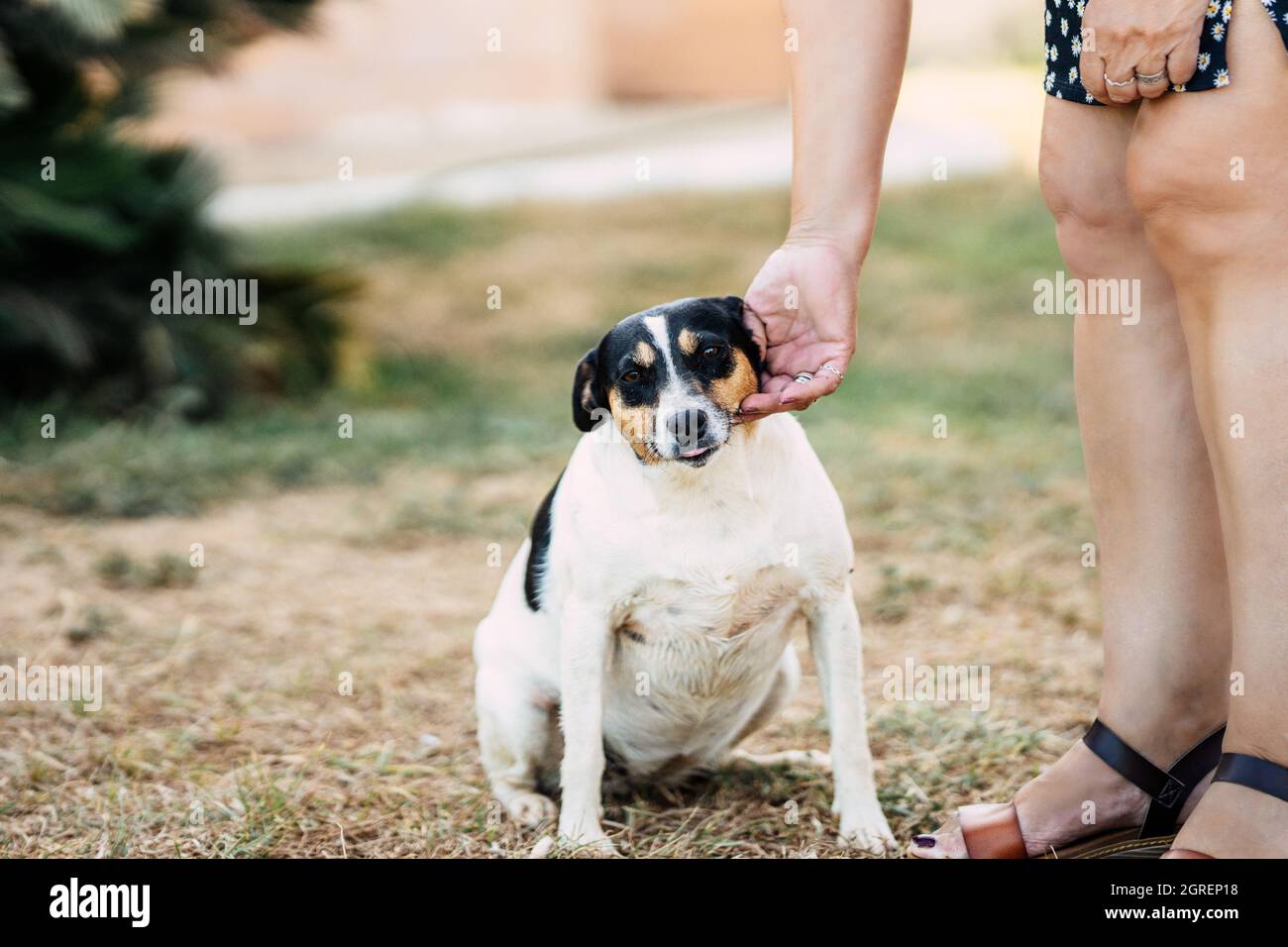 Woman stroking a small breed dog sitting in a park Stock Photo