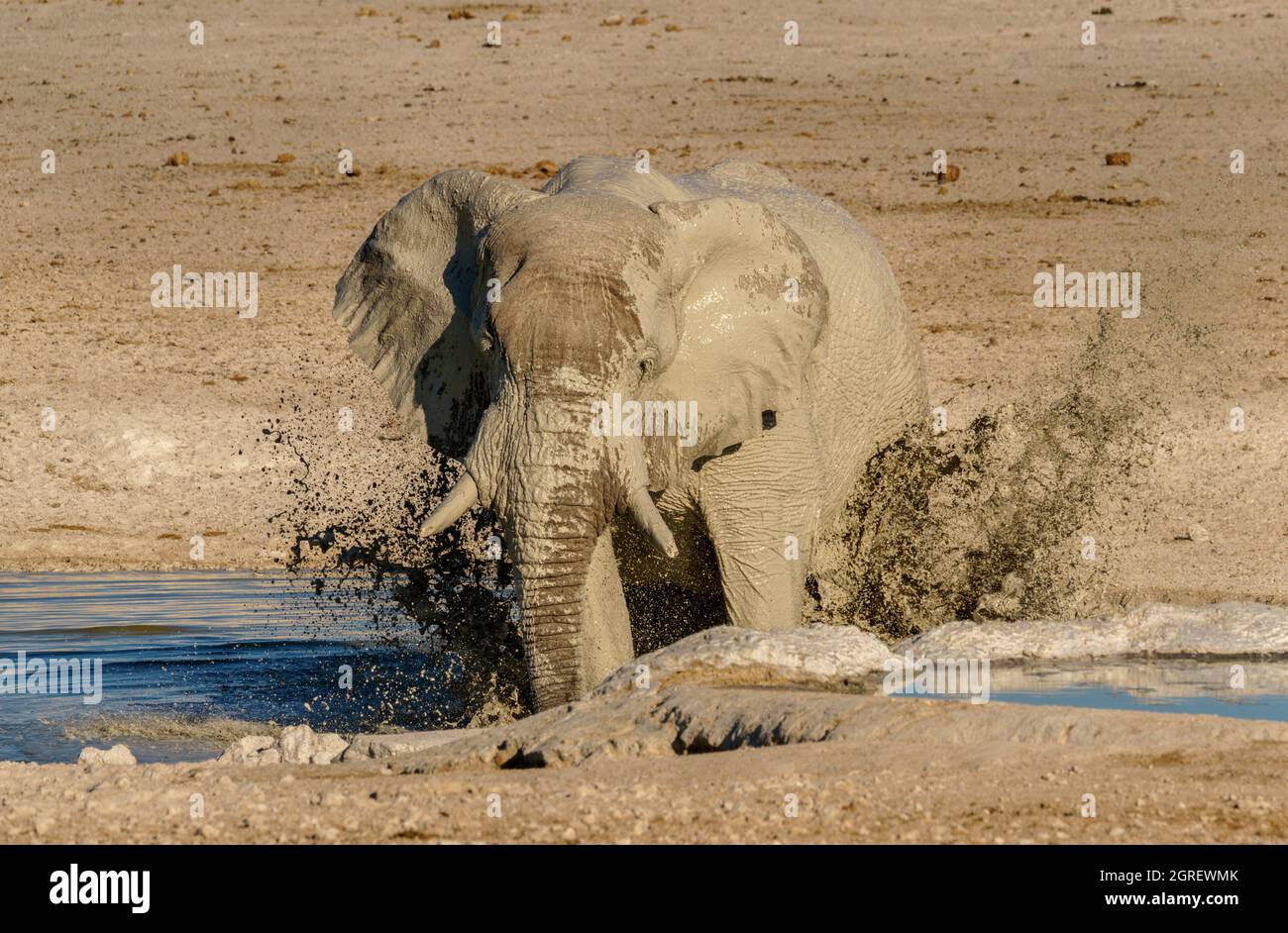 Elephant drinking and grooming at waterhole in Northern Namibia Stock Photo