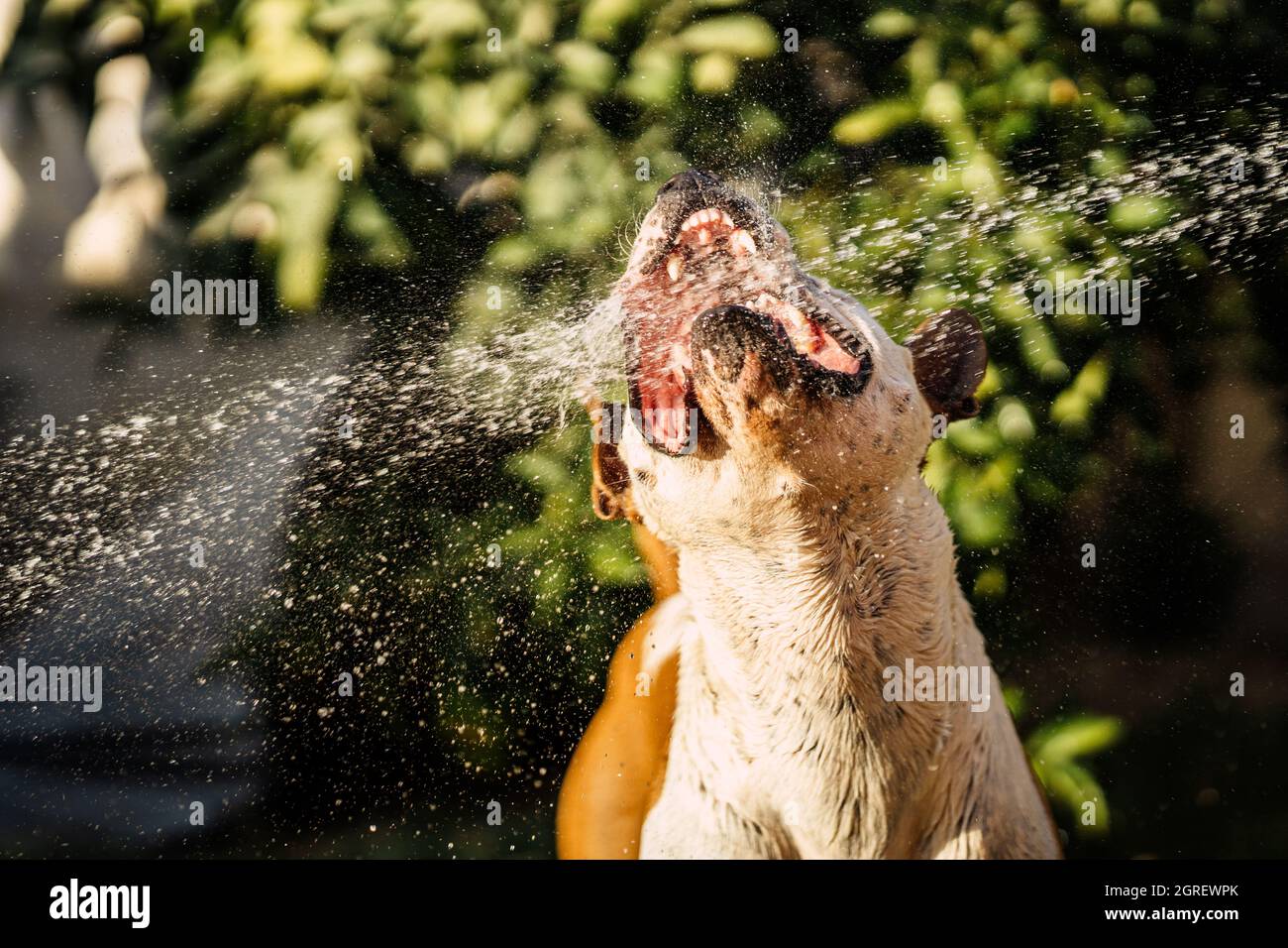 Dog opening the mouth while playing with a jet of water in a garden Stock Photo
