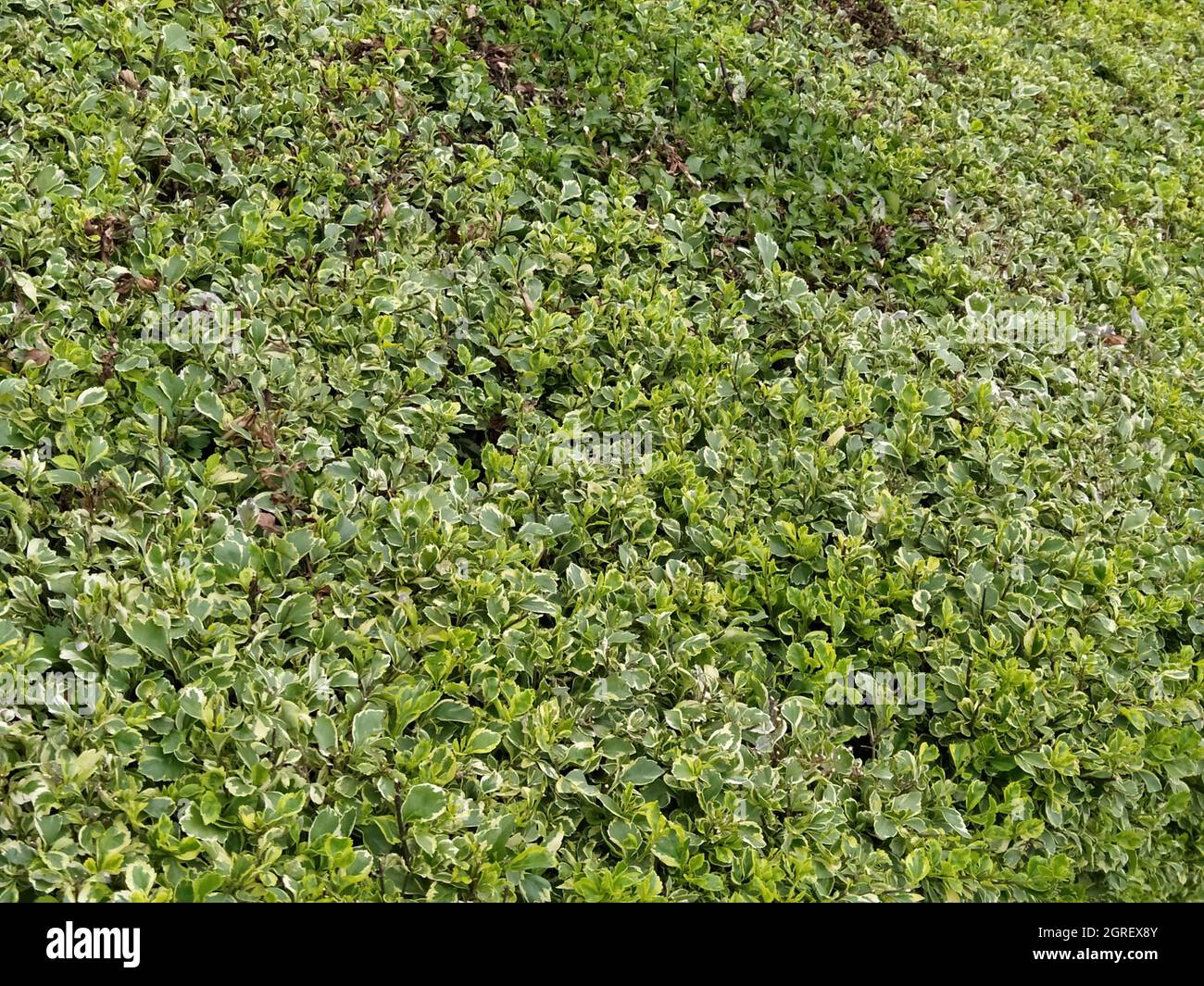 Ground cover plants hi-res stock photography and images - Alamy