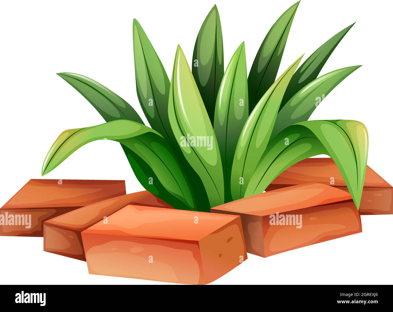 A plant with elongated leaves Stock Vector