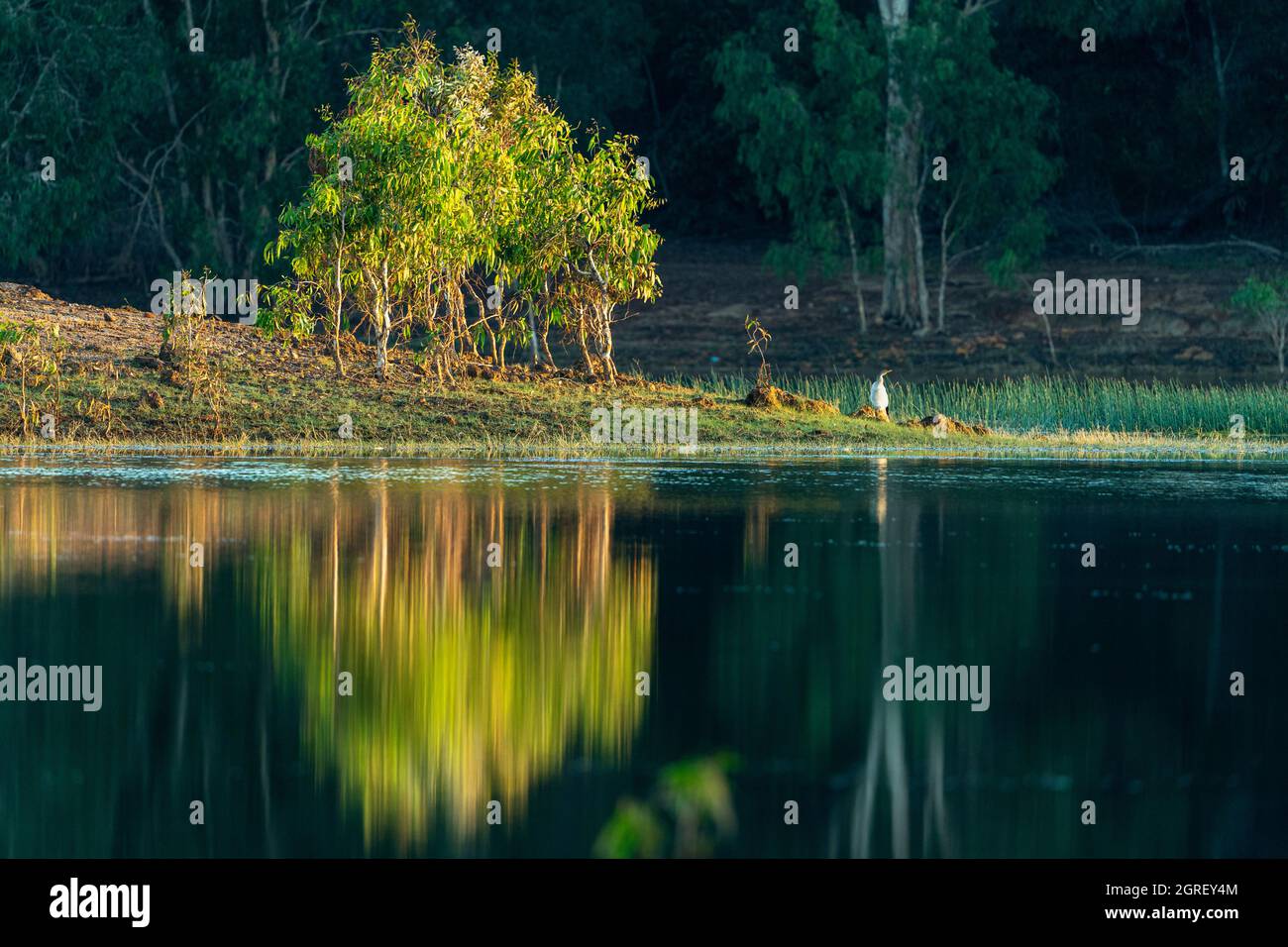 Tea Tree reflection in calm water of Lake Patricia, Weipa, Cape York Peninsula, North Queensland, Australia Stock Photo