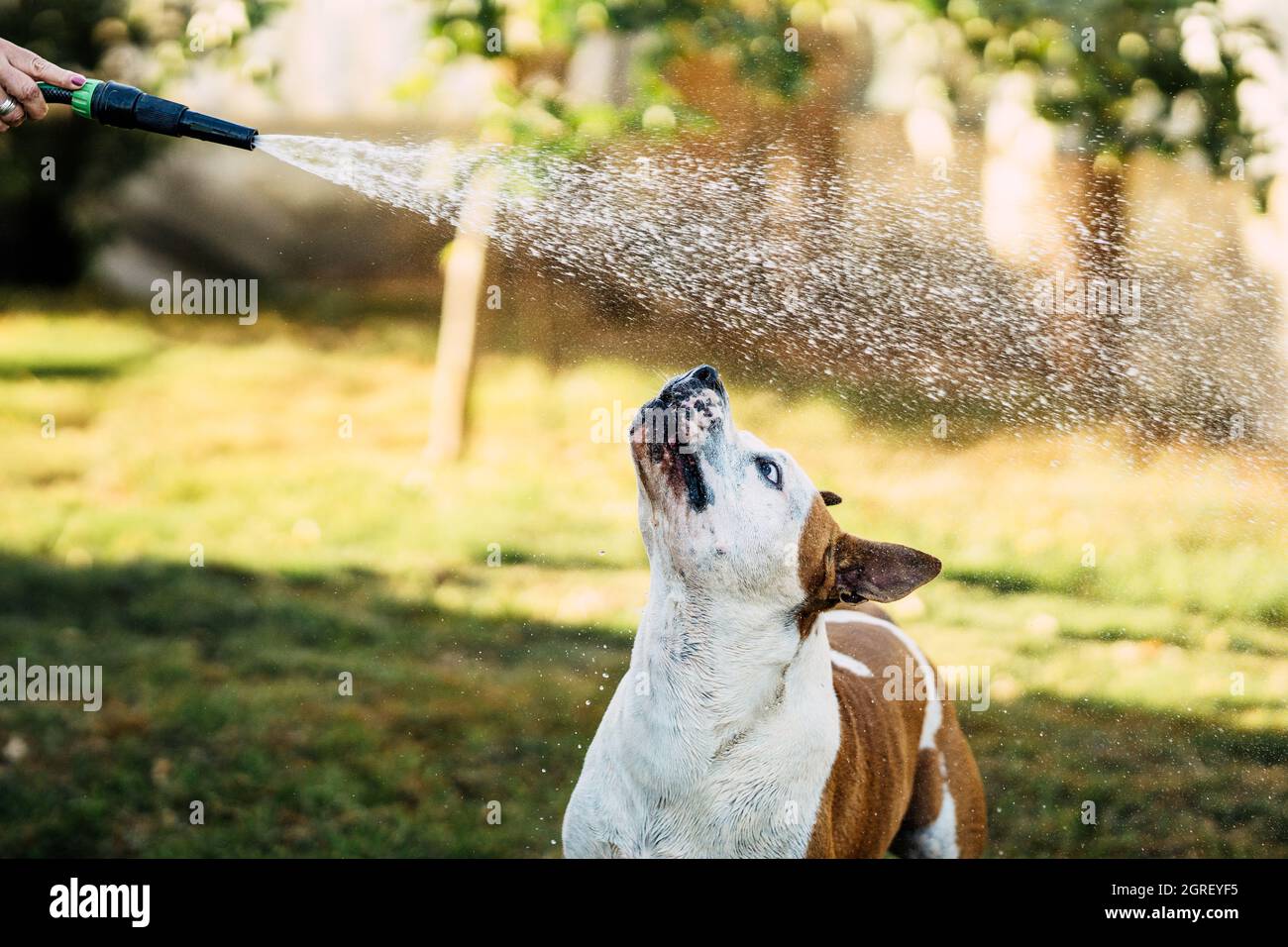 Person playing with a dog with the water form a hosepipe in a garden Stock Photo