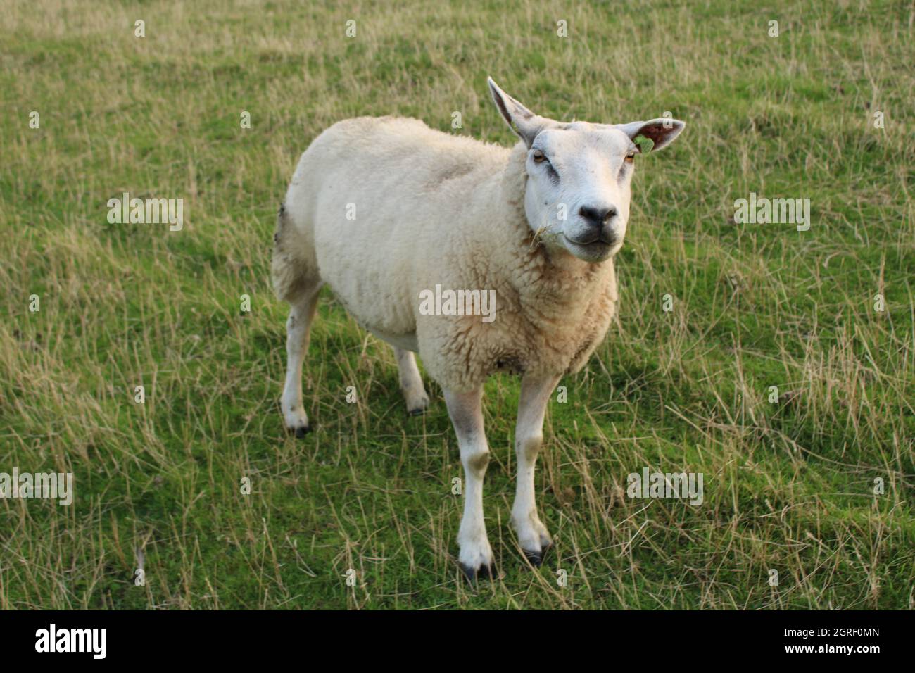 Sheep ked hires stock photography and images Alamy