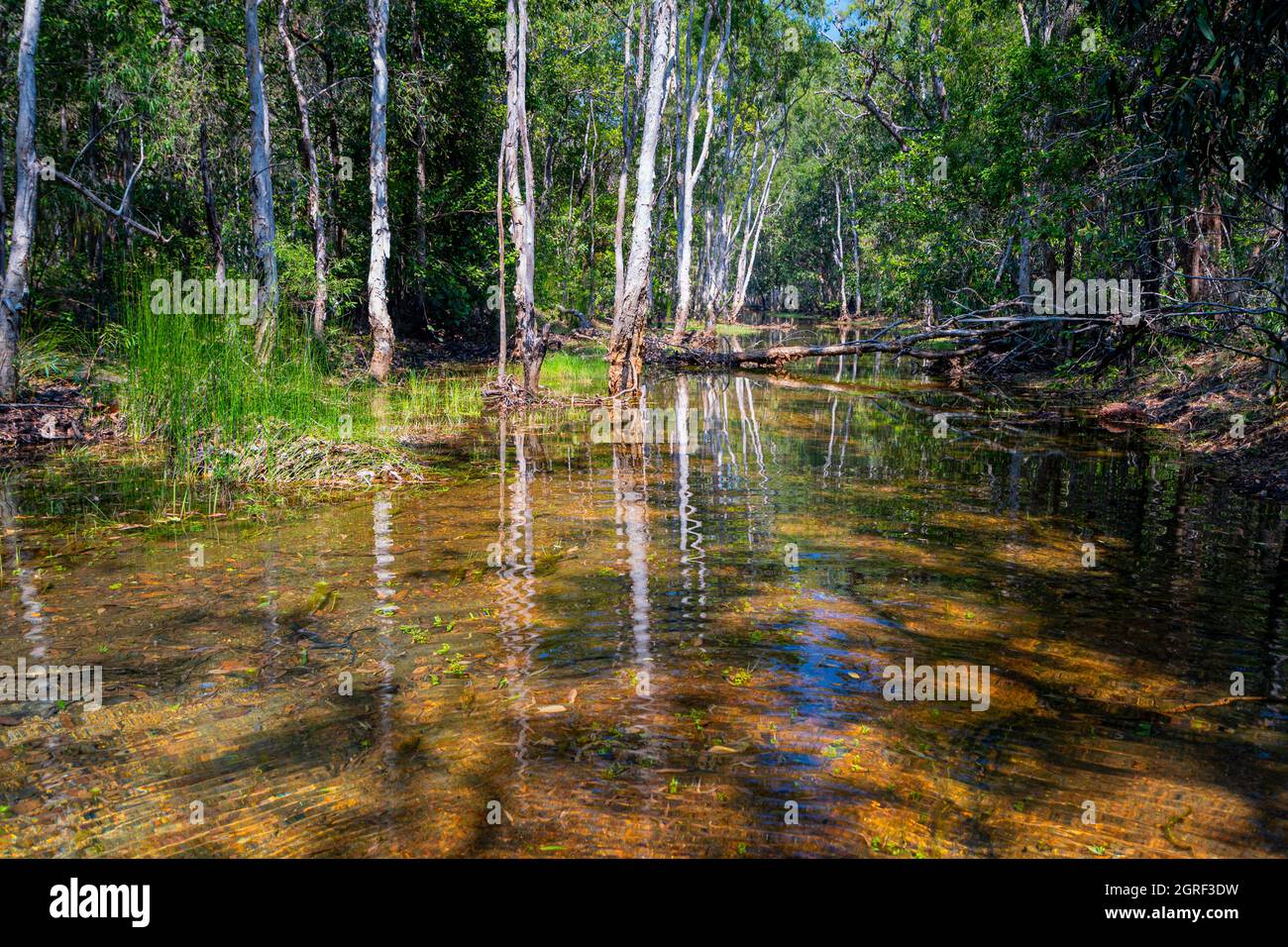 Freshwater creek at Vyces Crossing near Weipa, North Queensland, Australia Stock Photo