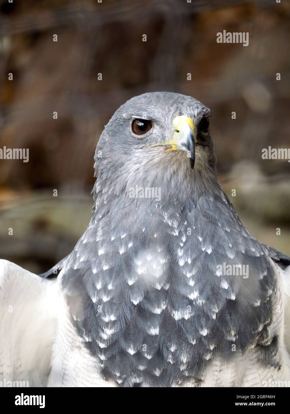 Close-up Portrait Of Eagle Stock Photo