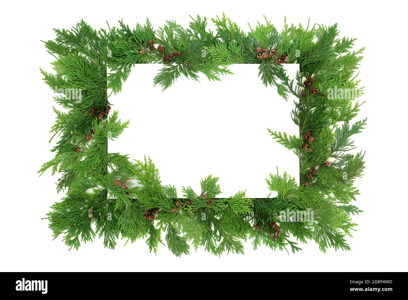 Cedar cypress leaf background border on white. Natural eco friendly composition design element. Flat lay, top view, copy space. Cupressus. Stock Photo