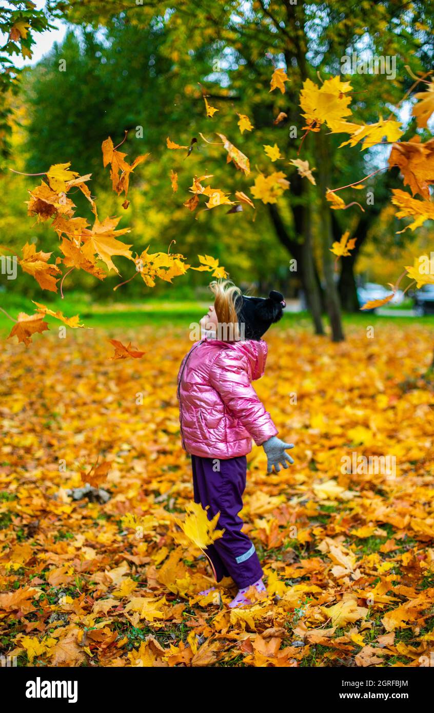 A girl throws up a lot of yellow maple leaves Stock Photo Alamy