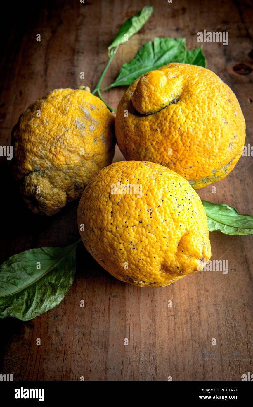 France, Alpes Maritimes, Menton, rough lemon (Citrus jambhiri) Stock Photo