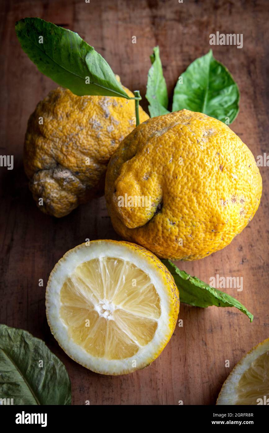 France, Alpes Maritimes, Menton, rough lemon (Citrus jambhiri) Stock Photo