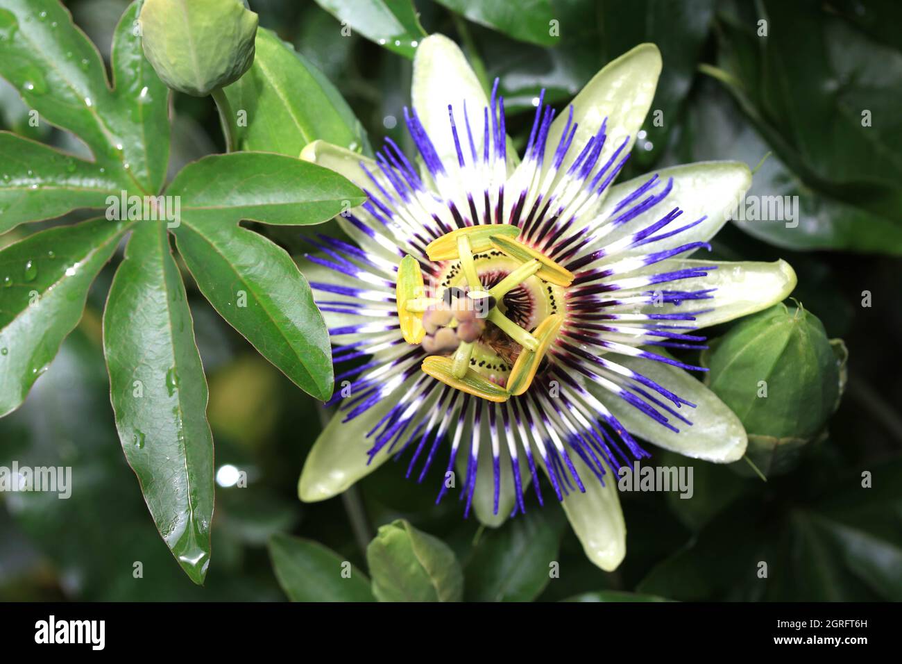 A Beautiful Passionfruit Flower Close Up Blue and White Stock Photo Alamy