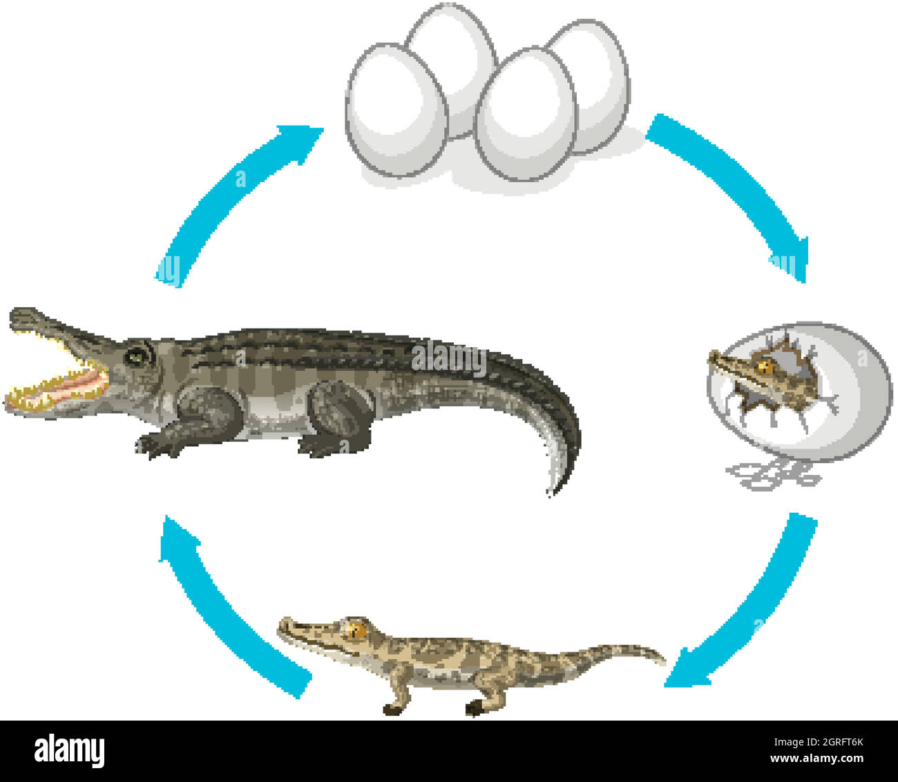 Life cycle of crocodile on white background Stock Vector