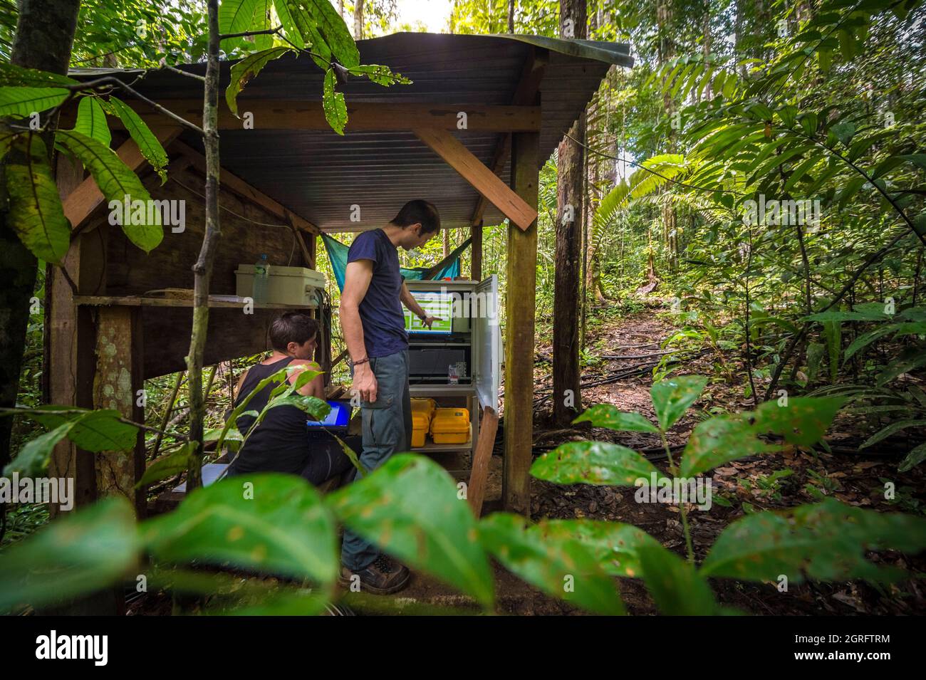 France, French Guiana, Kourou, Paracou research station (managed by CIRAD) studying gas exchanges (carbon cycle) between the different strata of the tropical rainforest Stock Photo