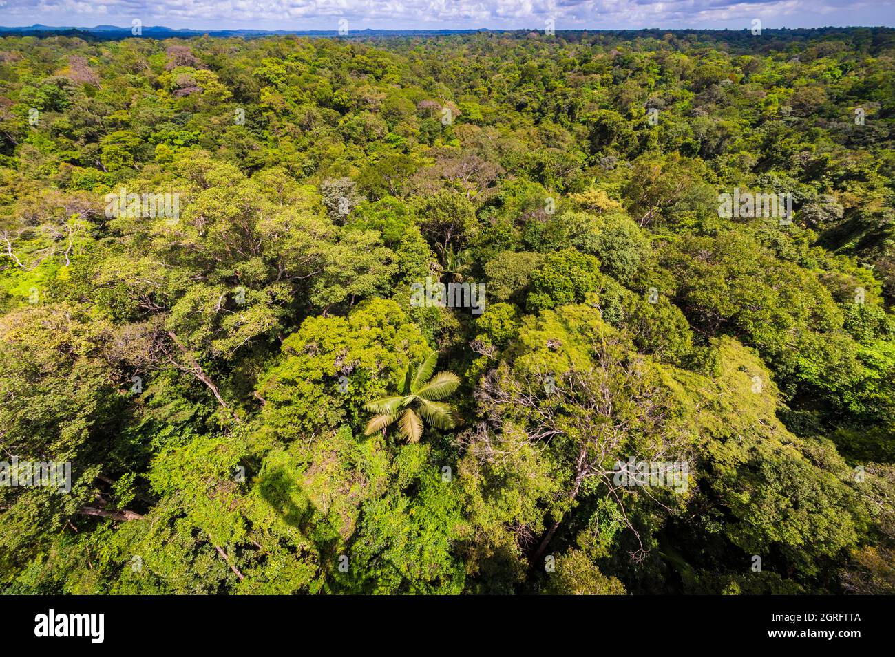 France, French Guiana, Kourou, Paracou research station (managed by CIRAD) studying gas exchanges (carbon cycle) between the different strata of the tropical rainforest, Guyaflux tower Stock Photo