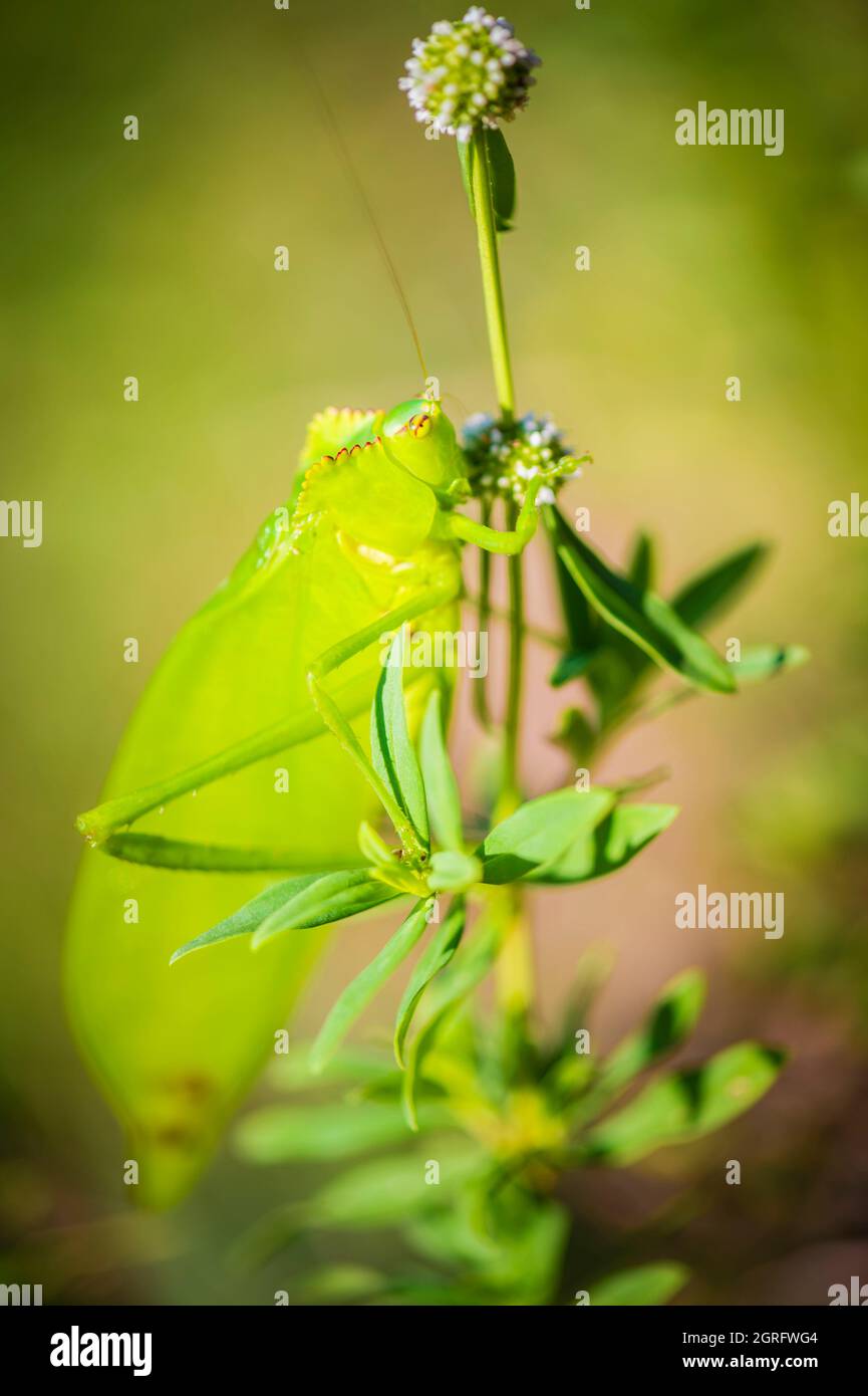 France, French Guiana, Amazonian Park of Guyana, heart zone, Camopi, green leaf grasshopper Stock Photo