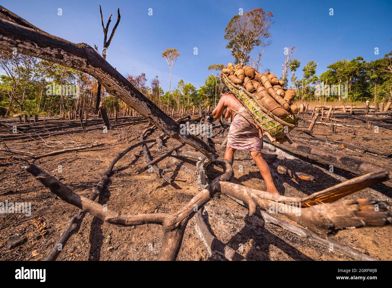 France, French Guiana, Parc Amazonien de Guyane, Camopi, cassava harvest in a abattis (artisanal cultivation area cleared in the middle of the tropical forest), Amerindian Wayãpi Stock Photo