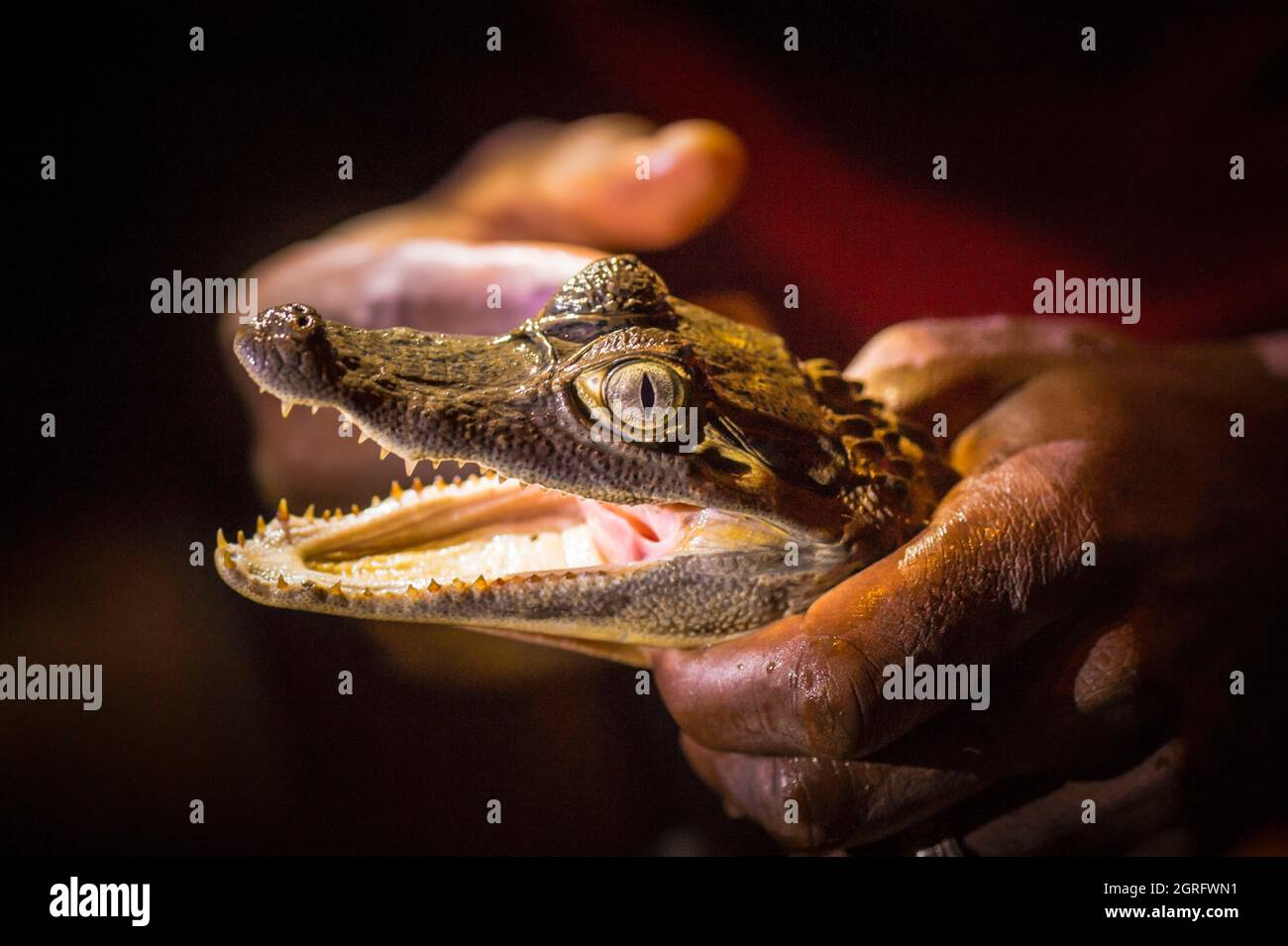 France, French Guiana, Kaw marshes, nocturnal observation of a Common Caiman (Caiman crocodilus) Stock Photo