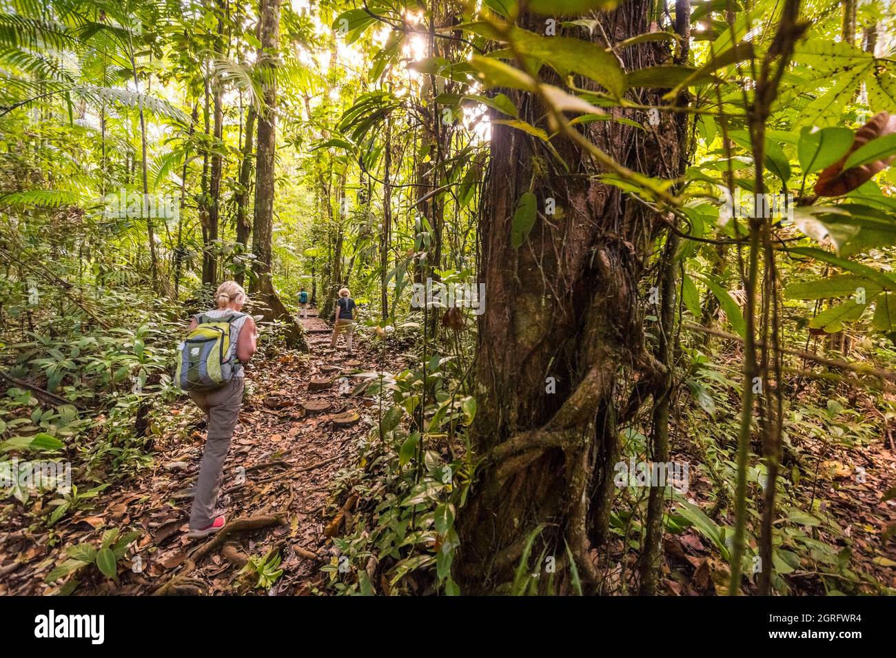 France, French Guiana, Saül, Parc Amazonien de Guyane, hiker on the Roche Bateau trail Stock Photo