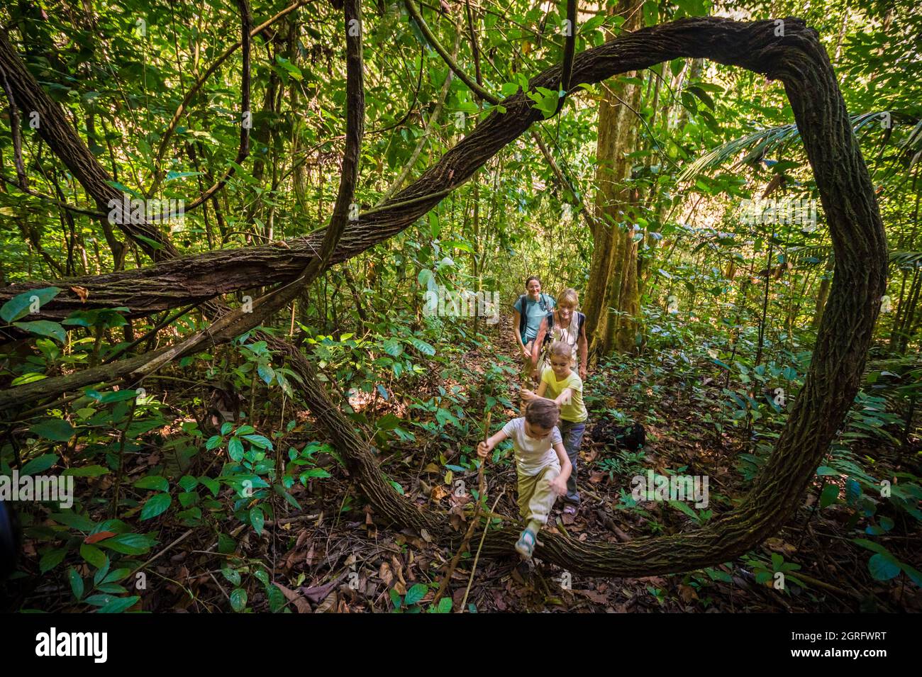 France, French Guiana, Saül, Parc Amazonien de Guyane, family hike in the lianescent undergrowth of the tropical rainforest Stock Photo