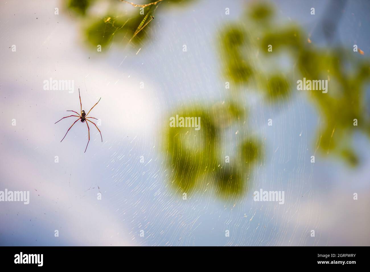 France, French Guiana, Kourou, Salvation Islands, SaintJoseph Island