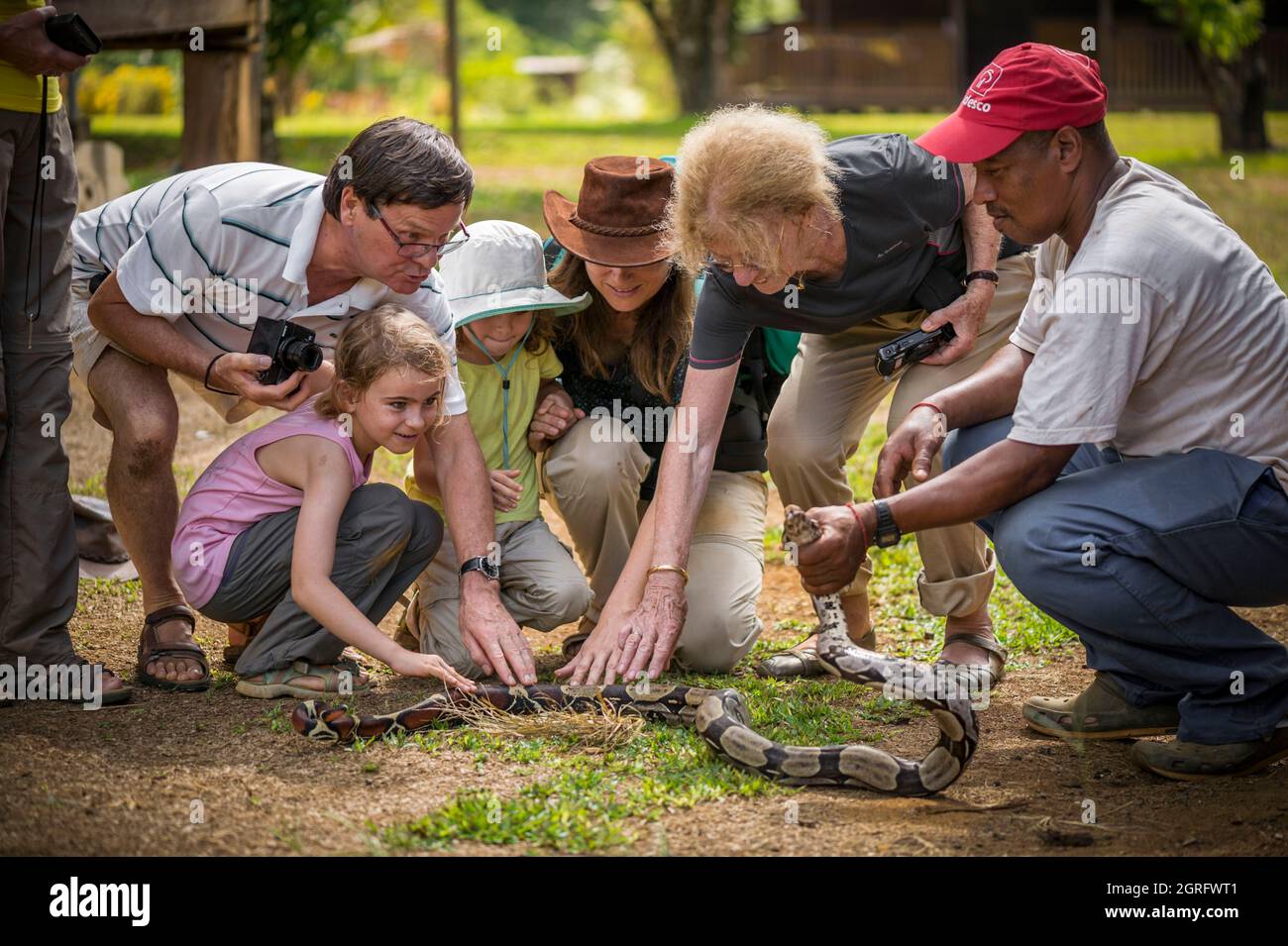 France, French Guiana, Saül, Parc Amazonien de Guyane, family observing a Boa constrictor (Boa constrictor) Stock Photo