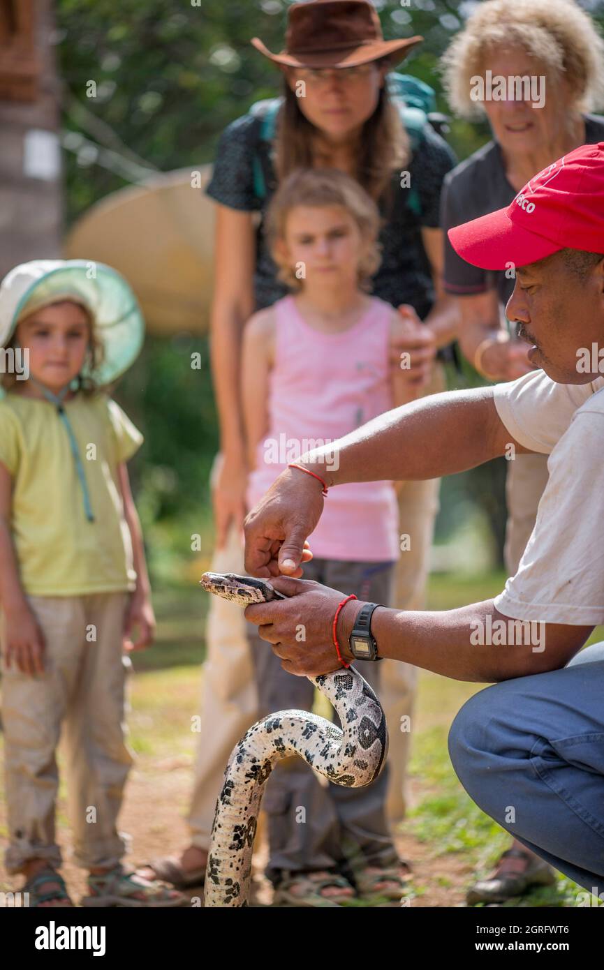 France, French Guiana, Saül, Parc Amazonien de Guyane, family observing a Boa constrictor (Boa constrictor) Stock Photo