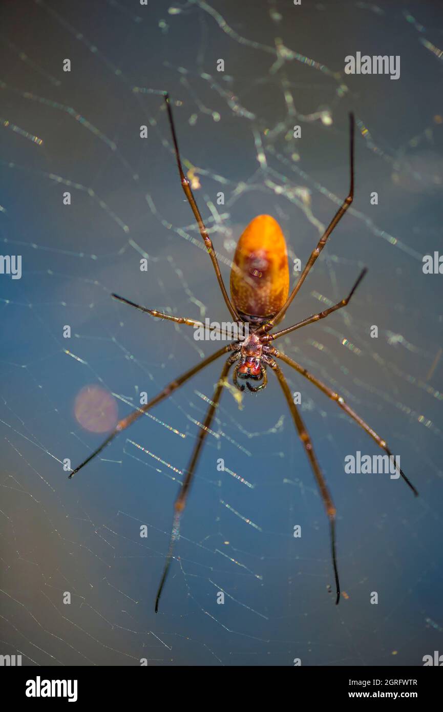 Rainforest spider hires stock photography and images Alamy
