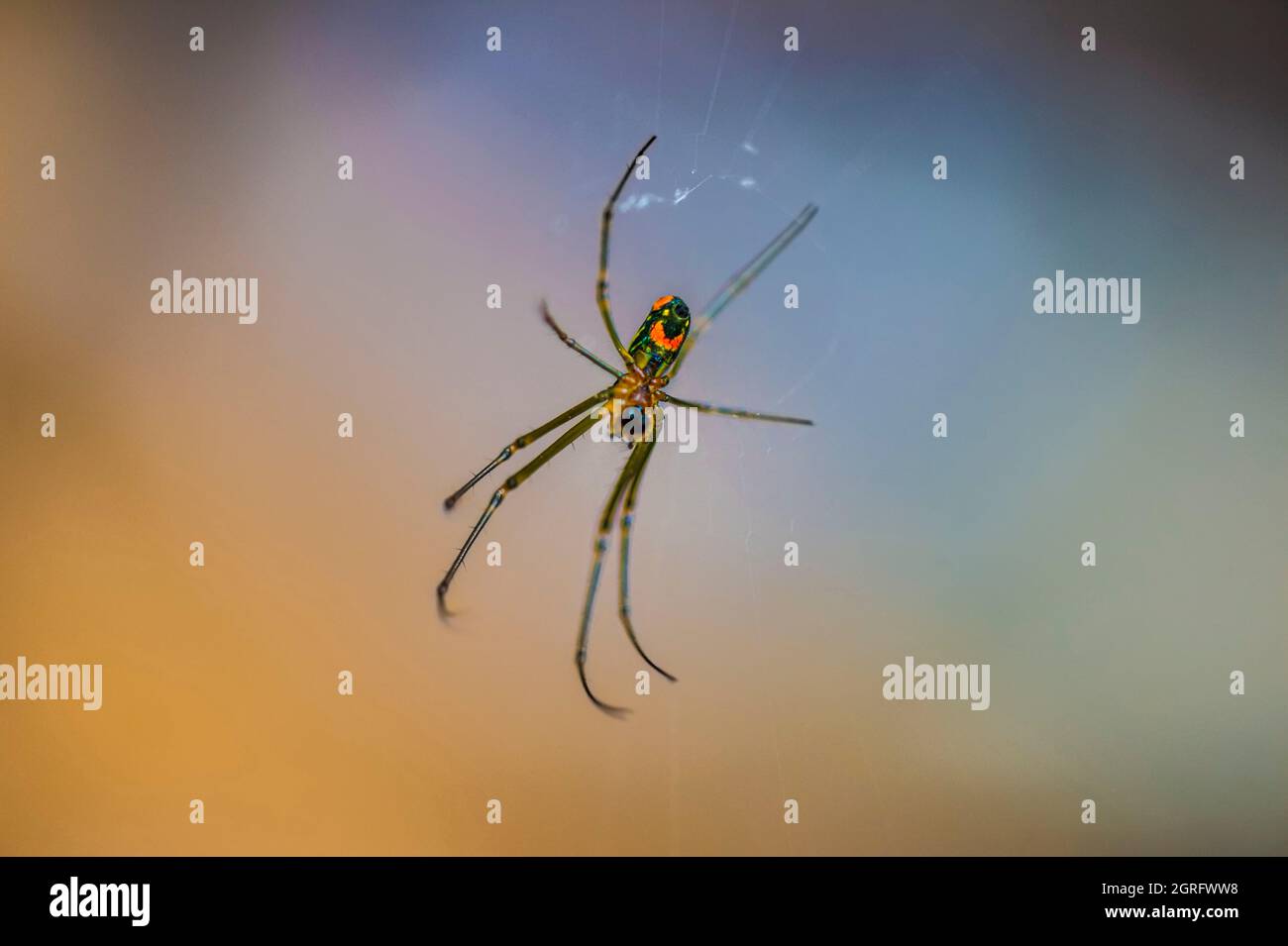 France, French Guiana, Kourou, Salvation Islands, SaintJoseph Island