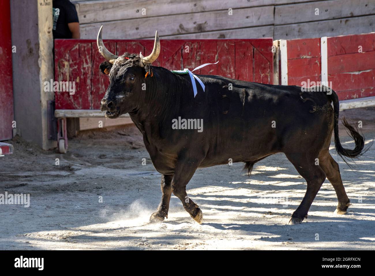 France, Gard, Beauvoisin, course camarguaise with the bulls of the Cuille Ranch Stock Photo