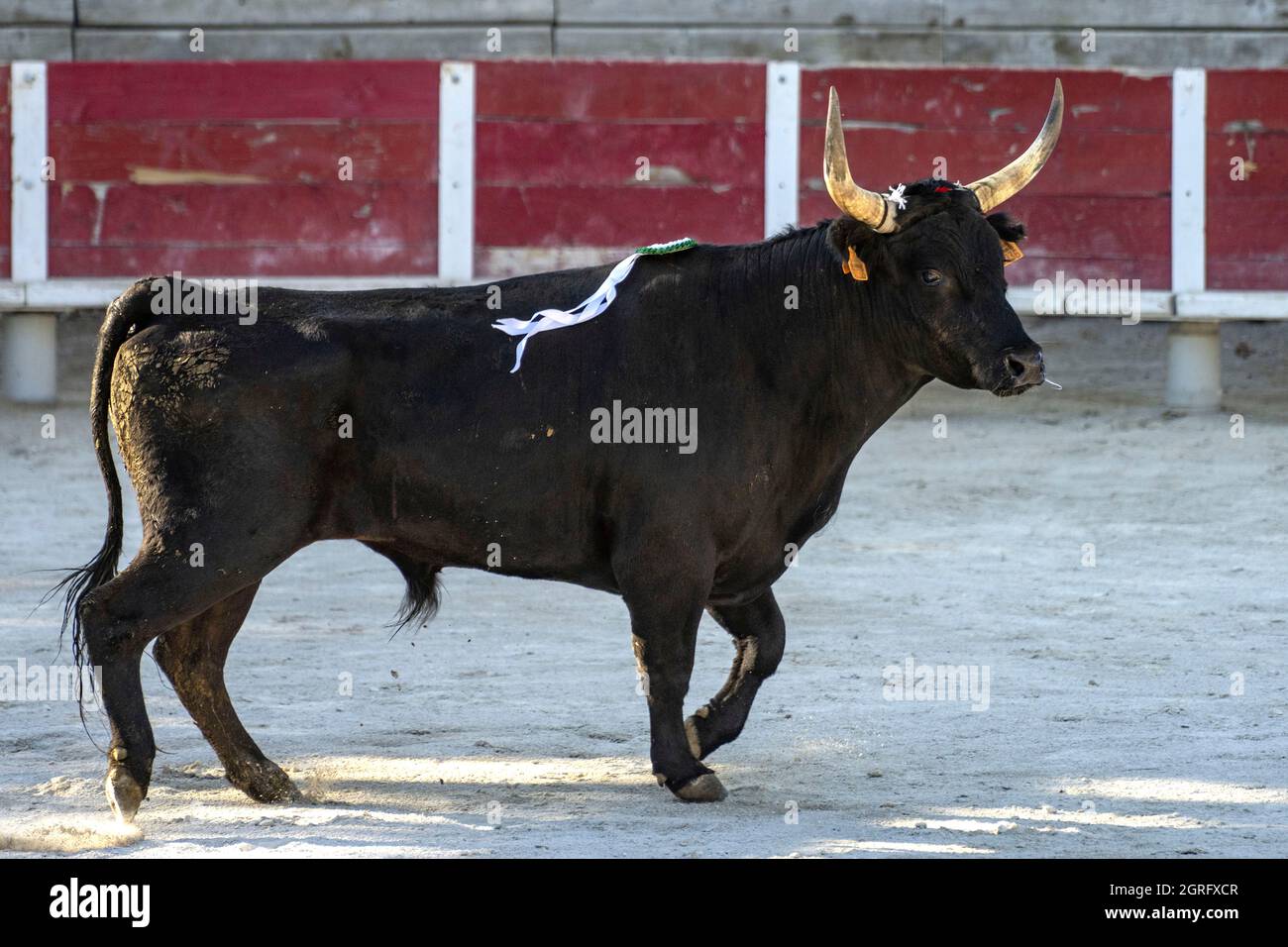 France, Gard, Beauvoisin, course camarguaise with the bulls of the Cuille Ranch Stock Photo